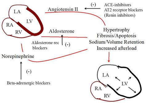 lv home remodeling|drugs that prevent cardiac remodeling.